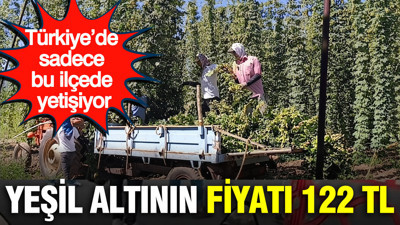 Yeşil altının fiyatı 122 TL: Türkiye’de sadece bu ilçede yetişiyor