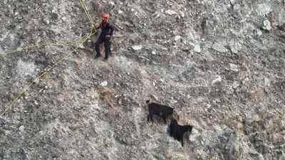 Keçiler dağ yamacında mahsur kaldı: 2 saat sonra kurtarıldılar