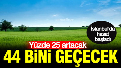 İstanbul'da hasat başladı: Yüzde 25 artacak, 44 bini geçecek