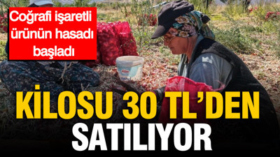 Kilosu 30 TL'den satılıyor: Coğrafi işaretli ürünün hasadı başladı