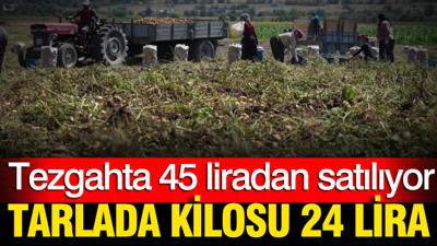 Tarlada kilosu 24 lira tezgahta 45 TL'den satılıyor: Üretici hasada başladı