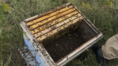 Arılar çalılığı istila etti: Arıcı müdahale etti