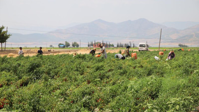 Acı hasat başladı: Kilosu 7 bin TL'den toplanıyor
