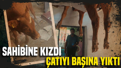 Sahibine kızdı, çatıyı başına yıktı: Boğanın öfkesi pahalıya mal oldu