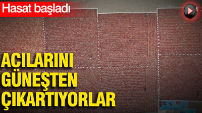 Acılarını güneşten çıkartıyorlar: Tarlada hasat başladı