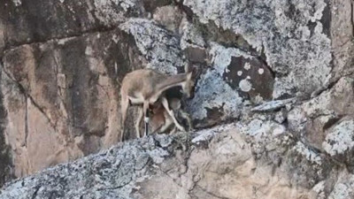 Artvin'de sarp kayalıklarda yavru dağ keçisinin emzirilme anı kamerada