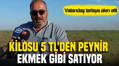 Kilosu 5 TL'den peynir ekmek gibi satıyor: Vatandaş tarlaya akın etti