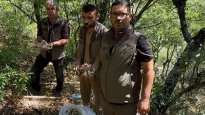 Tunceli’de endemik dağ sarımsağı toplayan 3 kişiye rekor ceza