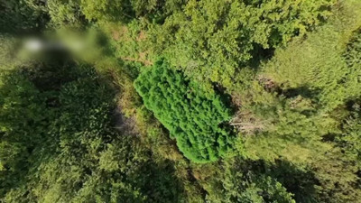 Ağaç boyuna ulaştılar: Jandarma tarlada 123 kök kenevir buldu