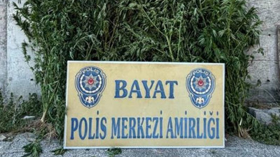 Çorum’da çiftliğe uyuşturucu operasyonu: 46 kök kenevir bulundu