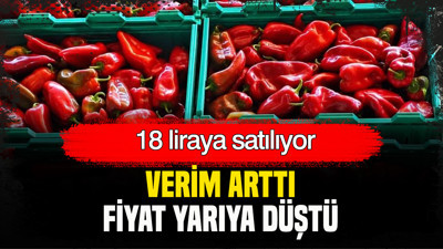 Verim arttı, fiyat yarıya düştü: 18 liraya satılıyor