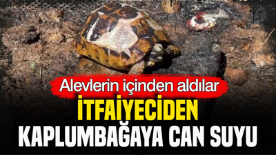Alevlerin içinden aldılar: İtfaiyeciden kaplumbağaya can suyu