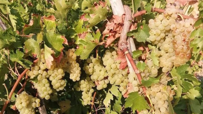 Birbirinden lezzetli çeşitler diyarı: Çüngüş üzümleri pazara indi