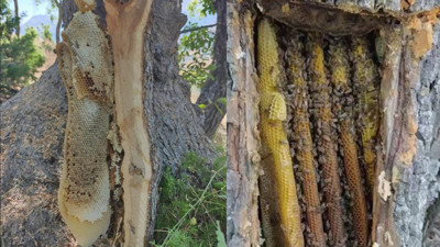 Elazığ’da ağaç kovuğundan kilolarca doğal bal çıkarıldı