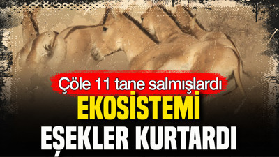 Çöle 11 tane salmışlardı: Ekosistemi eşekler kurtardı