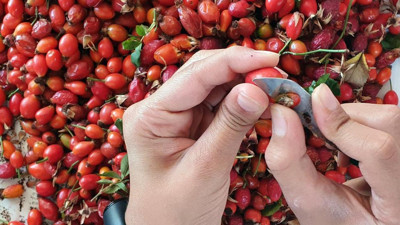 Erzincan’da kuşburnu mesaisi: Toplanan meyveler marmelat yapılıyor