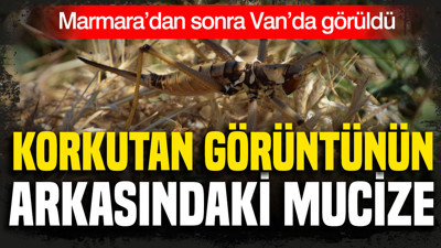 Korkutan görünümün arkasındaki mucize: Önce Marmara şimdi Van’da görüldü