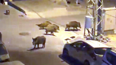 Tatile giden avcıların sokaktaki şaşırtıcı karşılaşması viral oldu
