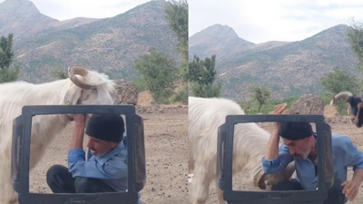 Elazığ’da fenomen çobanın keçisiyle mücadelesi tebessüm ettirdi