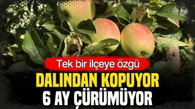 Dalından kopuyor, 6 ay çürümüyor: Tek bir ilçeye özgü