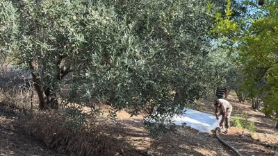 Erkenci hasat başladı: Kilosu 100 liradan satılıyor