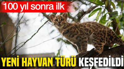100 yıl sonra yeni bir hayvan türü keşfedildi