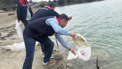 Havza'da 6 gölete yaklaşık 110 bin sazan yavrusu salındı