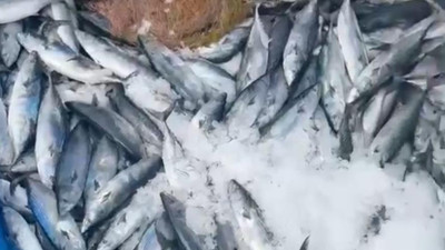 Karadeniz’de balıkçının ağlarına bir gecede yaklaşık 2 bin palamut takıldı