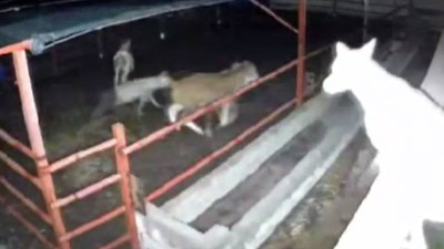 Mandıraya dalan kurtlar hayvanları telef etti
