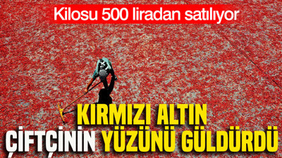 Kırmızı altın çiftçinin yüzünü güldürdü: Kilosu 500 liradan satılıyor