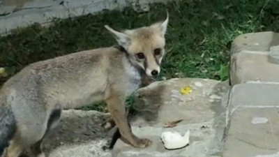 Bartın’da bahçesine gelen tilkiyi ekmekle besledi, zamanla dost oldu