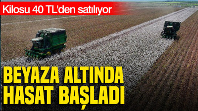 Beyaz altın hasadı başladı: Kilosu 40 TL'den satılıyor