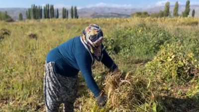 Erzincan Çayırlı’da beyaz kuru fasulye hasadı başladı