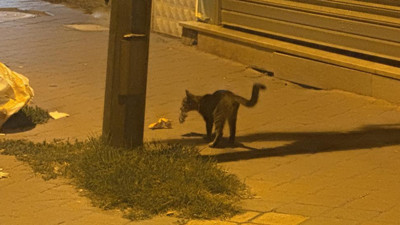 Iğdır’da kedi ile farenin 20 dakikalık mücadelesi kamerada