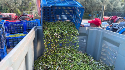 Avrupa ilaç yerine ilk hasat zeytinyağı içiyor: 11 kilodan 1 litre çıkıyor