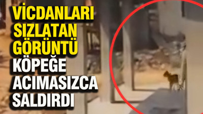 Vicdanları sızlatan görüntü köpeğe acımasızca saldırdı