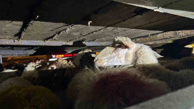 2,2 ton midye ile 156 küçükbaş hayvana el konuldu