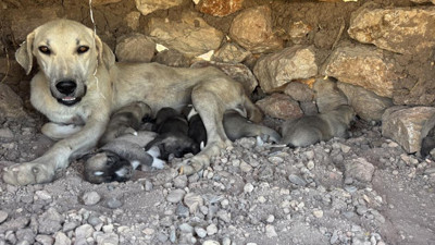 Diyarbakır’da taşların arasında mahsur kalan 2 yavru köpek kurtarıldı