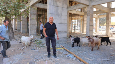 Kahramanmaraş’ta 9 keçi sanayi sitesinde sahipsiz bulundu