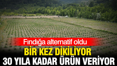 Fındığa alternatif oldu: Bir kez dikiliyor, 30 yıla kadar ürün veriyor