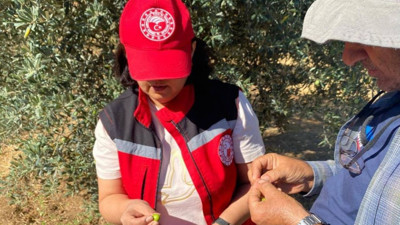 Manisa’da üreticilere zeytin sineği uyarısı