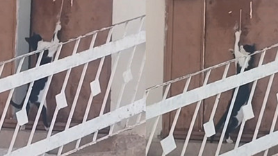 Elazığ'da akıllı kedi kapıyı ipe asılarak açtı: O anlar kamerada
