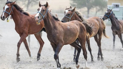 TİGEM'den dikkat çeken satış: 15 safkan Arap tayı açık artırmayla satılacak