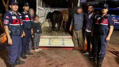 Jandarma çalınan 13 hayvanın izini sürdü: 3 büyükbaş sahibine verildi