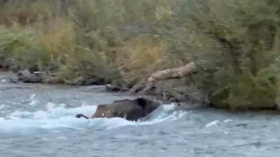 Tunceli’de yaban domuzunun dereyi geçme anları görüntülendi