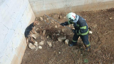 Buldan'da boş su havuzuna düşen av köpeği itfaiye tarafından kurtarıldı