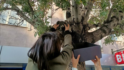Erzincan’da ağaca çıkan yavru kedi yaş mamayla indirildi