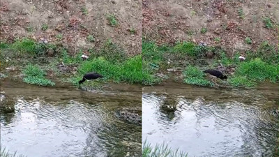 Nadir görülen kara leylek Bursa’da dere kenarında görüntülendi
