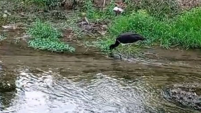 Nadir görülen kara leylek İnegöl'de ortaya çıktı