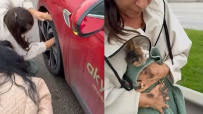 Yola atlayan kedi için seferberlik